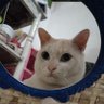 Paw 😺's profile picture