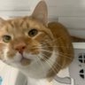 leo 🐈 profil fotoğrafı