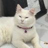 Kim-Sen-Hehe's profile picture