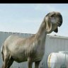 المكشكش profil fotoğrafı