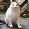 夏篱 profil fotoğrafı