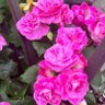 Фото профиля Laylaa