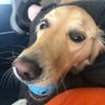 blu's profile picture