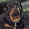 🇺🇸 Rott Luver 🇺🇸's profile picture