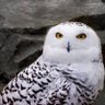 Фото профиля Anna Greenfield