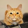 Woshy's profile picture
