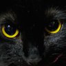 月光's profile picture