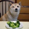 brocoli doge 的头像