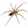 Profilbild von Actual Spider 🇵🇸🕷️ stan hornet hk 🕷️🕷️🕷️🕷️