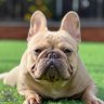 Profilbild von FrenchieMama