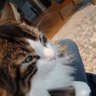 Profilbild von al