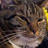 kittygurlninjaweeblibtard profil fotoğrafı