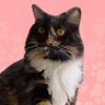 Pnut's sister's profile picture