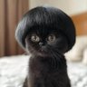 Apple Fritter's profile picture