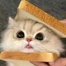 DoubleChiliCheese 的头像