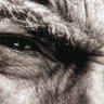 steeleygaze profil fotoğrafı