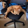lazy4real's profile picture