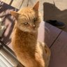 シン・のぶっち's profile picture