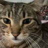 Lil Peps profil fotoğrafı