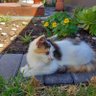 Natsieboo profil fotoğrafı