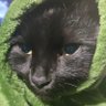 Мелкий гавнюк's profile picture