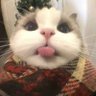 niss's profile picture