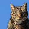 Profilbild von Ezra