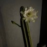 Lilibet 的头像