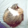 キヨちゃん profil fotoğrafı