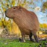 Mr Capybara 的头像
