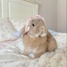 茜茜子🐰's profile picture