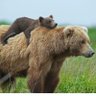 Mamabearz 的头像