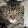 SchrodingersCat profil fotoğrafı