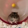 snorkel's profile picture