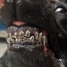 Misanthropic Coyote's profile picture