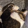 ねこを🇯🇵's profile picture