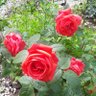 Фото профиля Олечка