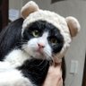 ましみきむら's profile picture