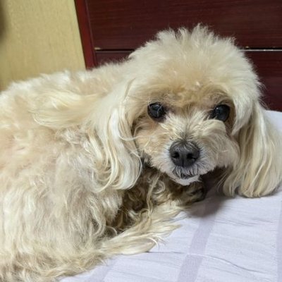 ALiCEDQ_MofMof's profile picture
