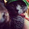 Tiger_Doge's profile picture