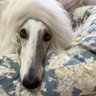 Zinotchka's profile picture