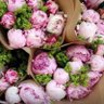 Profilbild von Thriving Peonies