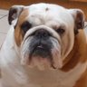 Harley's profile picture
