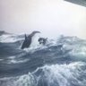 Ocean profil fotoğrafı