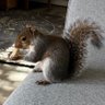 Фото профиля river fox