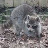 DCU Trash Panda's profile picture