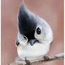 RareBird 的头像
