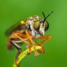 Фото профиля Elibot1