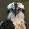 Profilbild von Ospreysboyo
