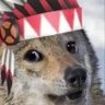 Native Doge 的头像